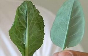 1ª Meia Maratona do Cerrado